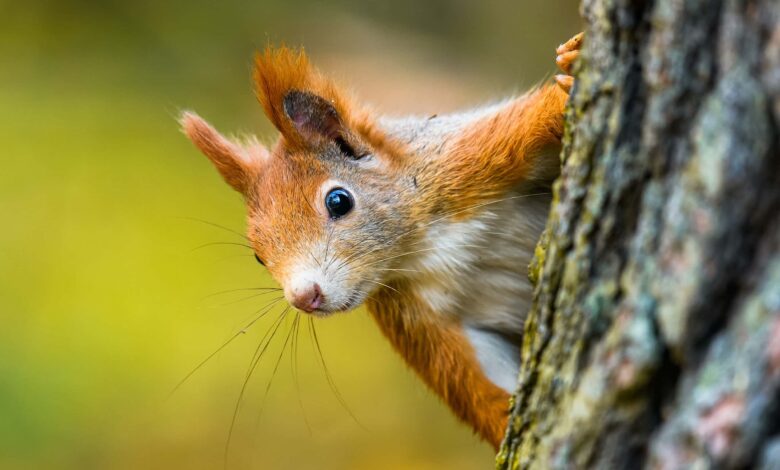 Eichhörnchen Kacke